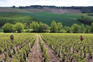 Piollot_501 silice parcelle Champs Rayes