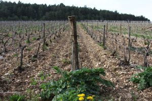 Piollot_parcelle colas robin2 - Copie