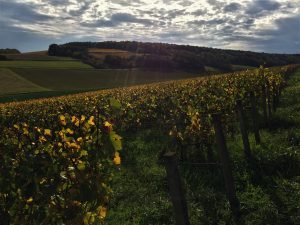 Piollot_vignes (2)