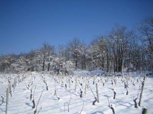 Morin-vigne-2005-023