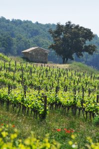 ©Favarel_vignoble 3