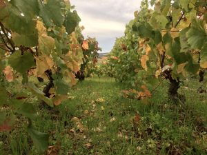 Dame Jeanne_IMG_8202 - Copie (2)