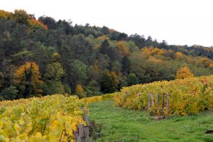 Vineyard Dame Jeanne