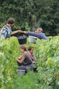 Harvests Dame Jeanne