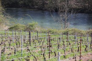 Vineyard and Seine Dame Jeanne