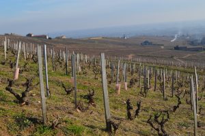 Cotton Fleurie Poncié vineyard