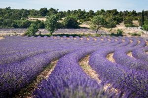 champs-de-lavande-a-saint-remeze--jf-arnaud1