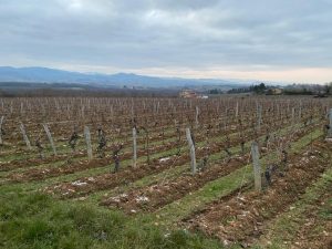 Charnay Photos Vignes