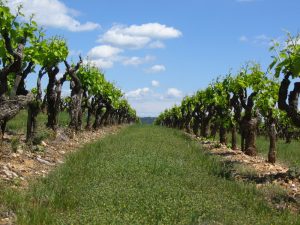 Mas des Cabres La Draille