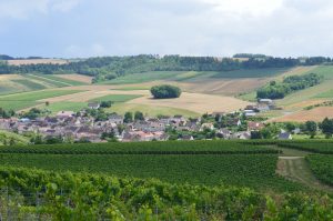 Olivier Morin Chitry vineyard