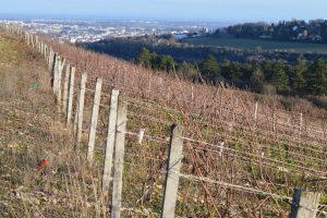 Soyard Cras View Dijon