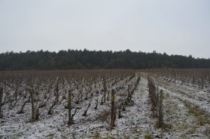 Piollot vines in winter