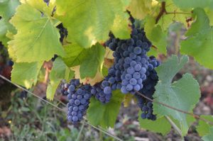 Ruppert Leroy Pinot Noir grapes