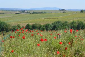Cote de Brouilly vines