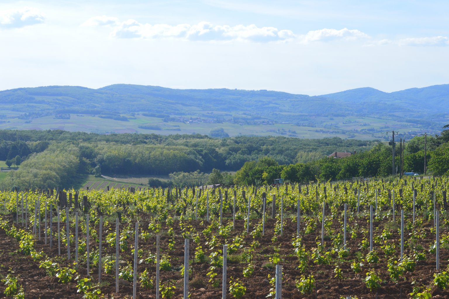 Domaine Saint Cyr Paris Wine Company