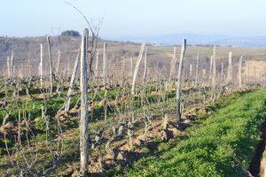 Barou vines DSC_0335