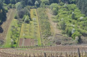 Piollot vineyard view