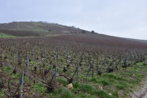 Vadin-Plateau vineyard
