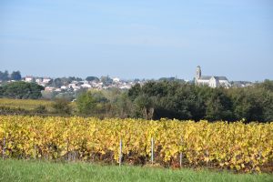 Fessardiere vineyard