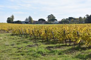 Fessardiere vineyard 2