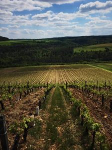 Soyard Cras vineyards