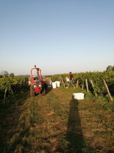 Morel tractor in vines