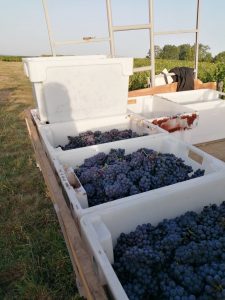 Morel grapes at harvest