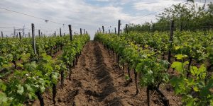 Chatagnier plowed vineyard