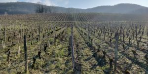 Nicolas Jacob Les Chazeaux vineyard