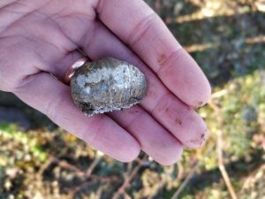 Nicolas Jacob terroir