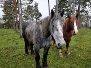 Ruppert Leroy horses