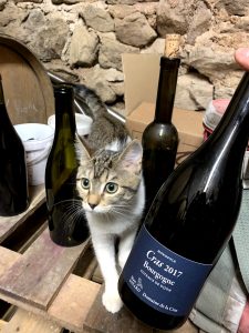 Soyard Cras kitten and bottle