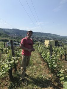 Morel portrait in vines