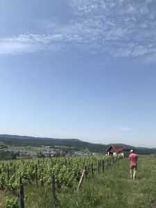 Morel Trouillots vineyard