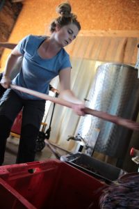 Cotton Marine harvest pic