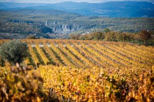 vignes-en-automne-vignerons-ardechois-jf-arnaud1