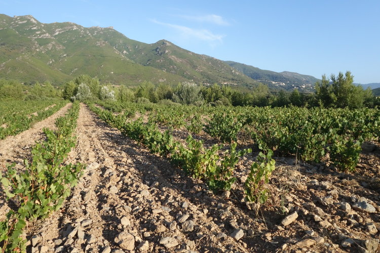 Rosé Regions We Love Paris Wine Company