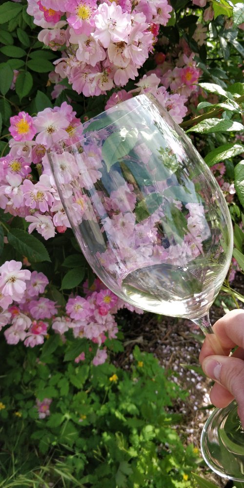 Rosé Regions We Love Paris Wine Company