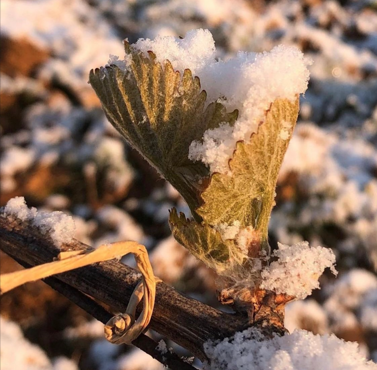 How Frost Affects Vineyards Paris Wine Company