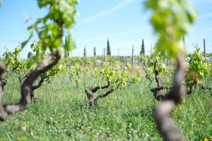 2019.05.Improvissasio plot