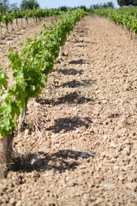 2019.05.pure clay Espenyalluchs