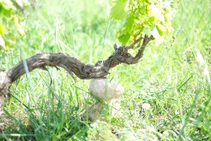 2019.05.xarel.lo improvissassio