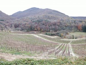 IMG_20211117_094448_2