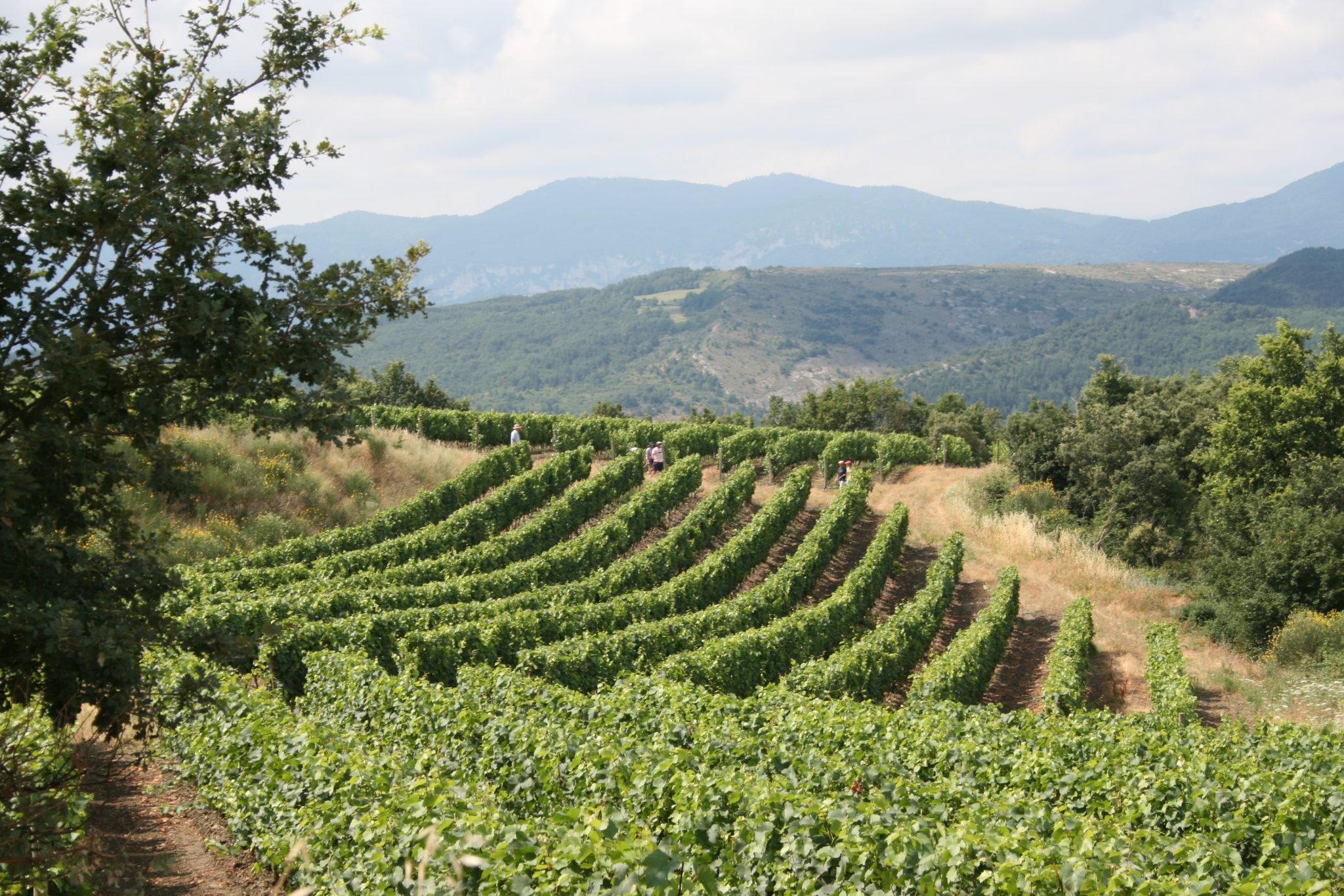 Vin de France Chardonnay | Paris Wine Company