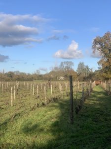 54B33714-3502-435C-8DA6-6E39EB0C5AE4_1_105_c