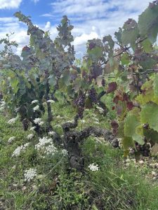 933F3183-ACAD-4068-96C3-90D83169567E_1_105_c