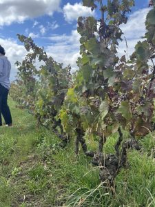 FDE2164B-D19B-44A3-AE5A-D15EF0DCC23C_1_105_c