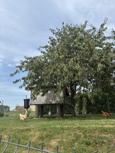 IMG_1213